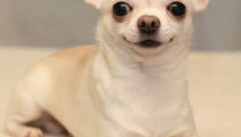 Для съёмки в рекламе мороженого нужна собака породы Чихуа-Хуа!