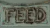 Feed