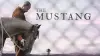 Мустанг