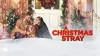 A Christmas Stray