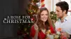 Троянда на Різдво
