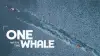 One with the Whale
