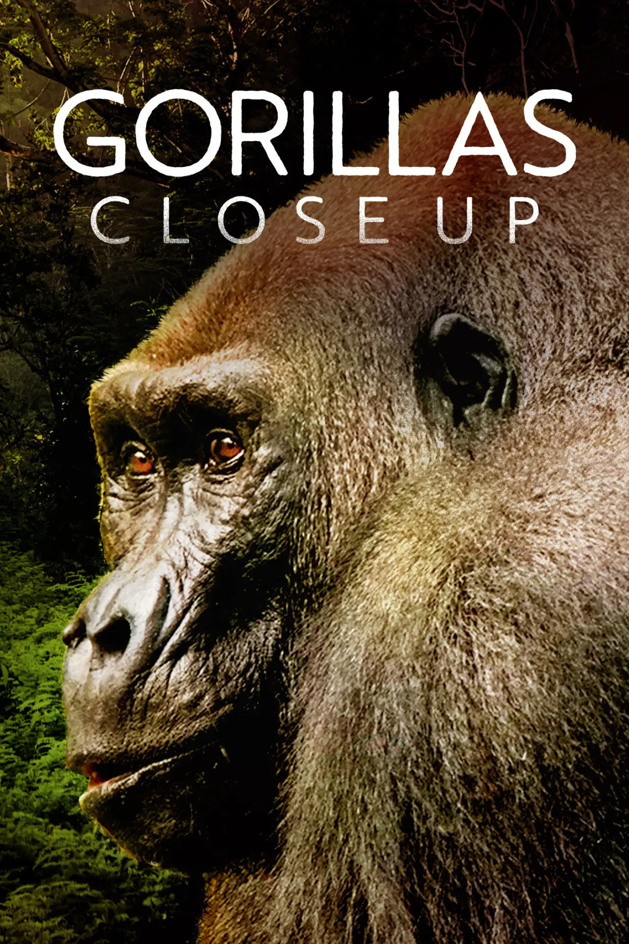 Постер до фільму "Gorillas Close Up"