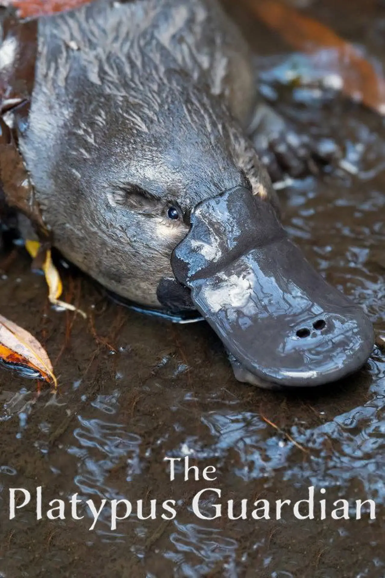 Постер до фільму "The Platypus Guardian"
