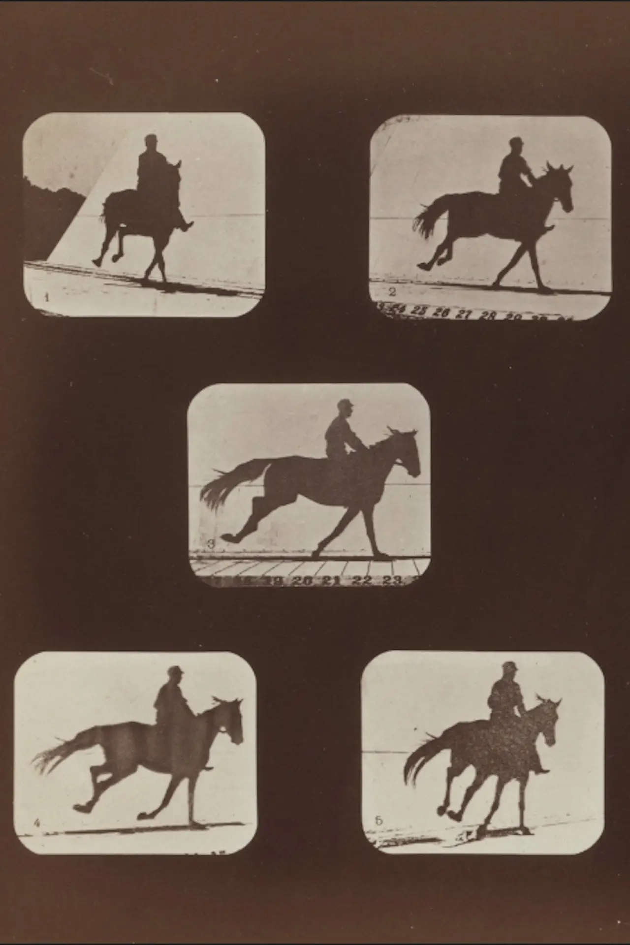 Постер до фільму "The Horse in Action"