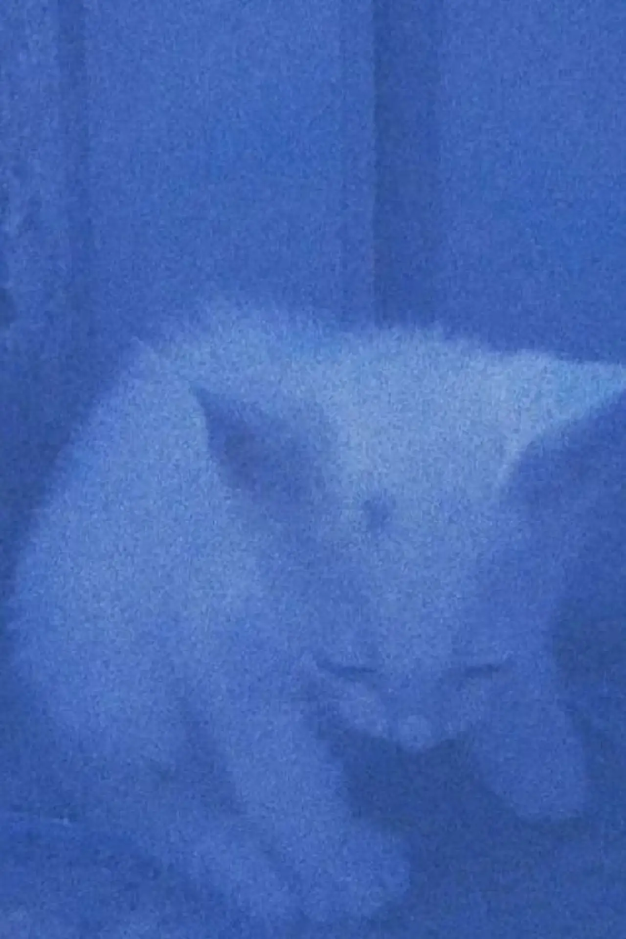 Постер до фільму "I went to the garden of love, reel 1: the cats rescued last night (January 23, 2024)"