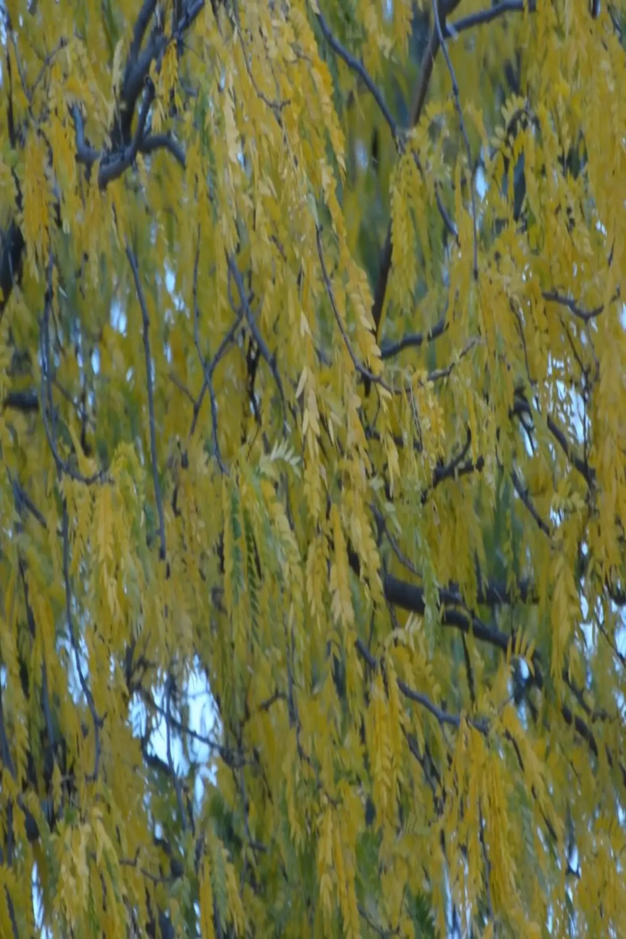 Постер до фільму "Gleditsia triacanthos"