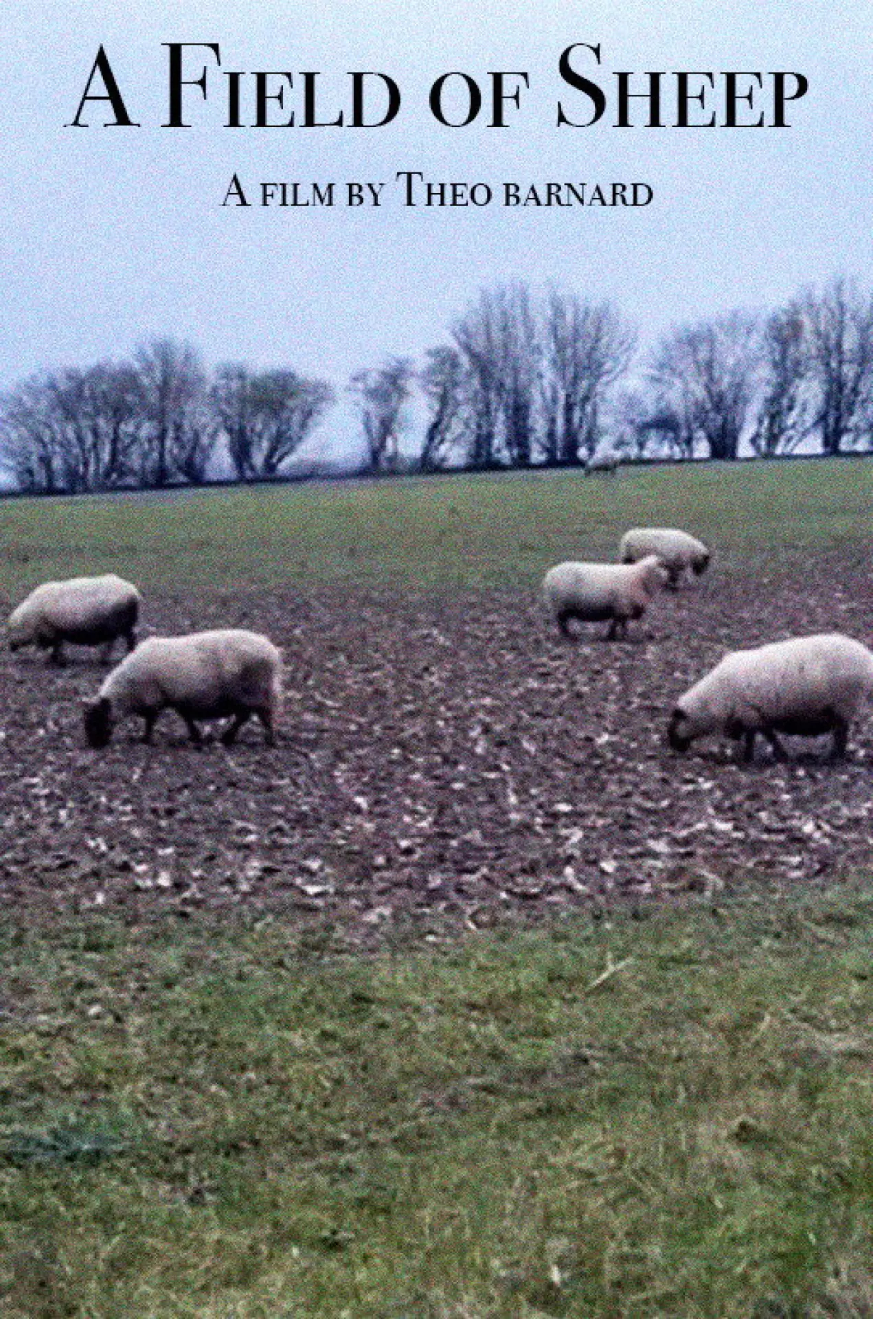 Постер до фільму "A Field of Sheep"