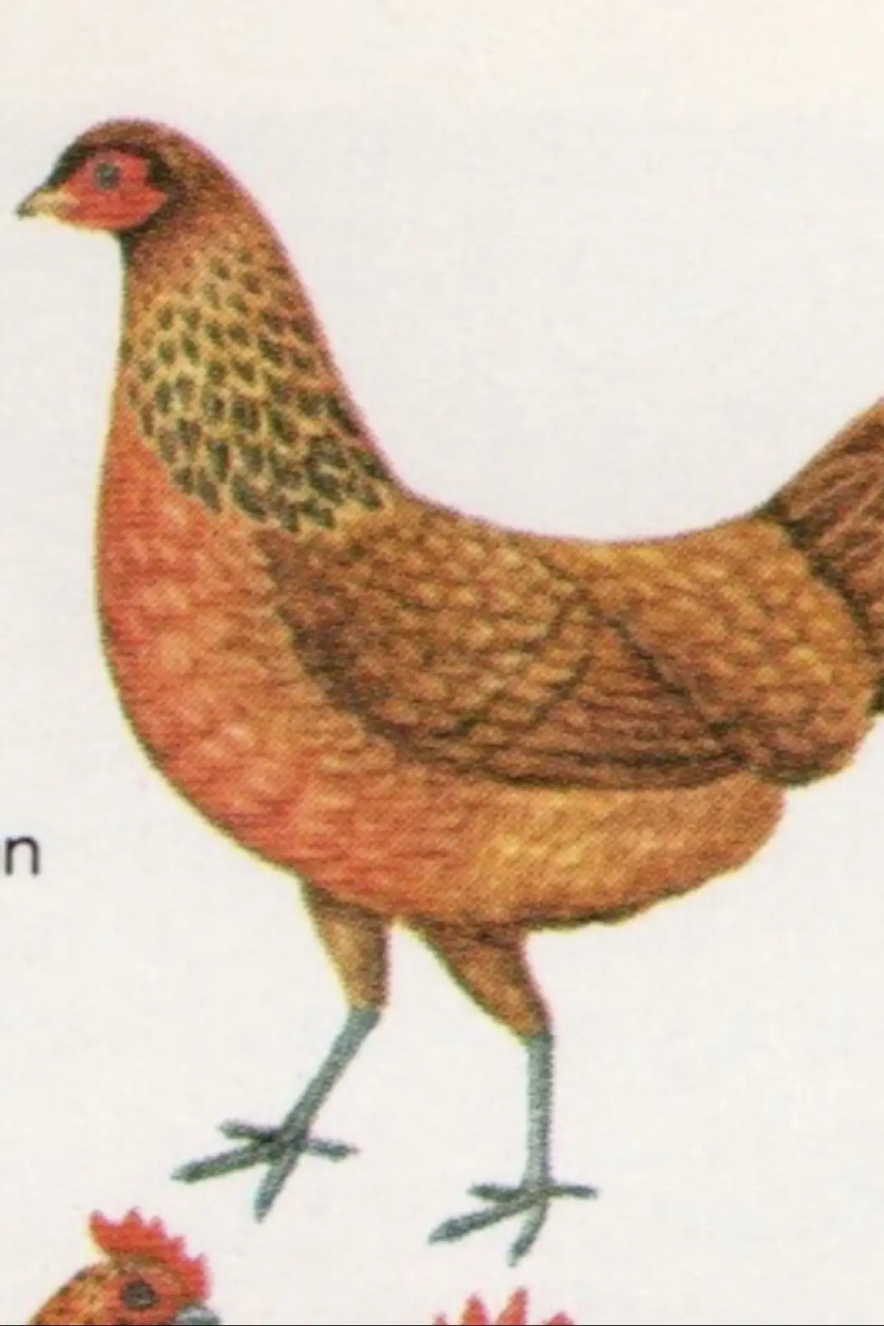 Постер до фільму "Birds"