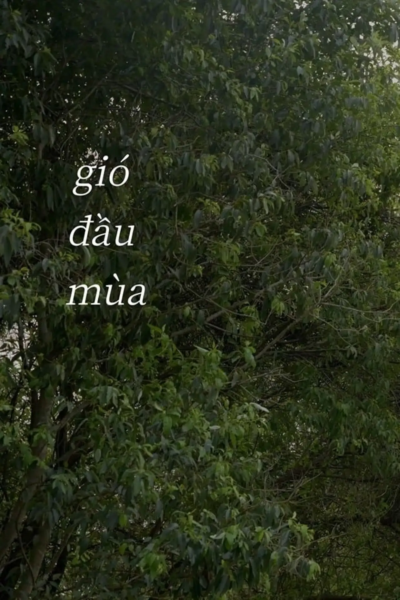 Постер до фільму "Gió Đầu Mùa"