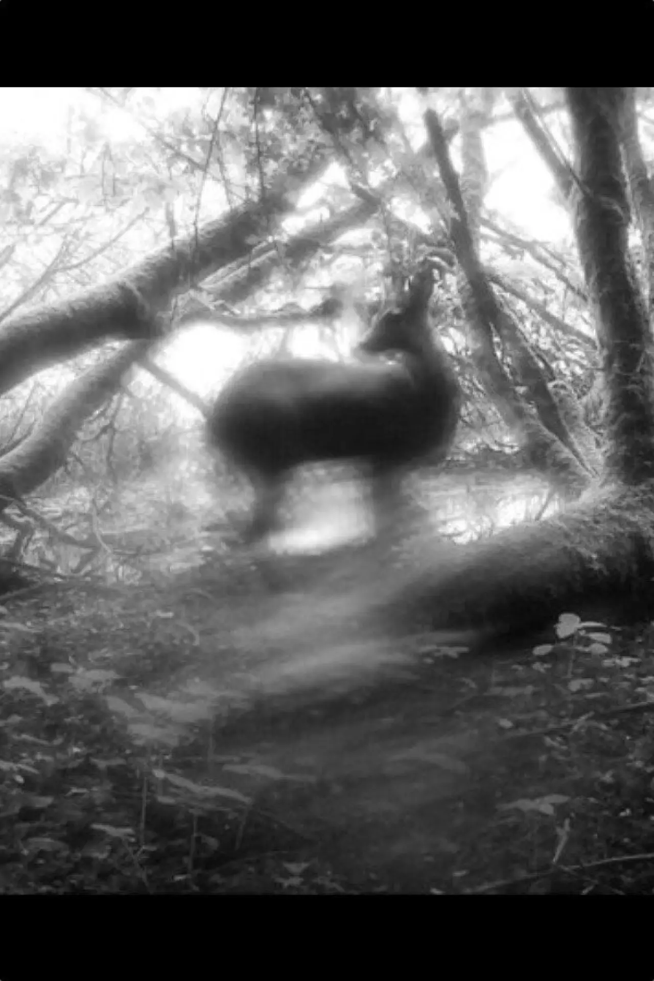 Постер до фільму "Meadows Wait, Mist Diffuses"