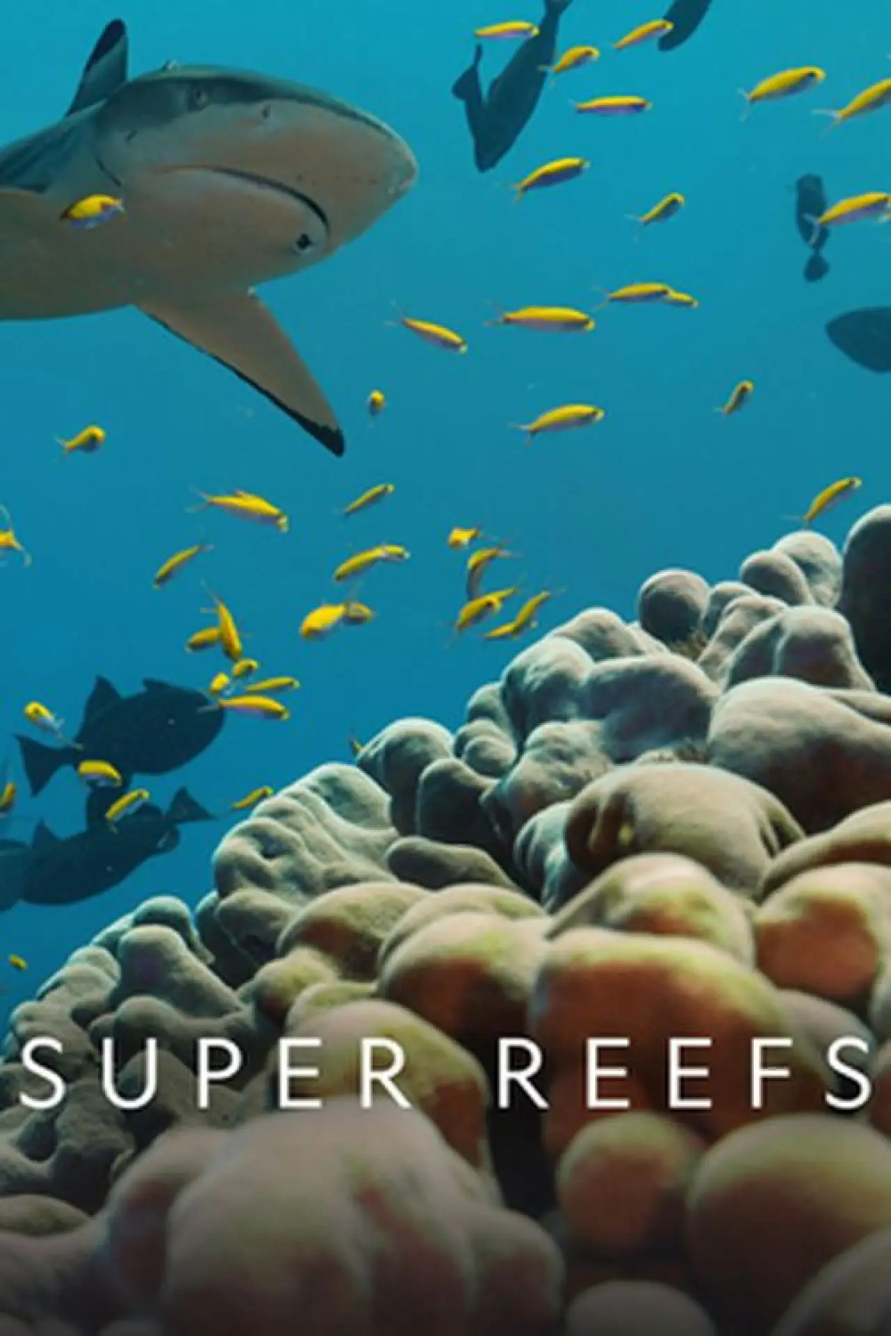 Постер до фільму "Super Reefs"