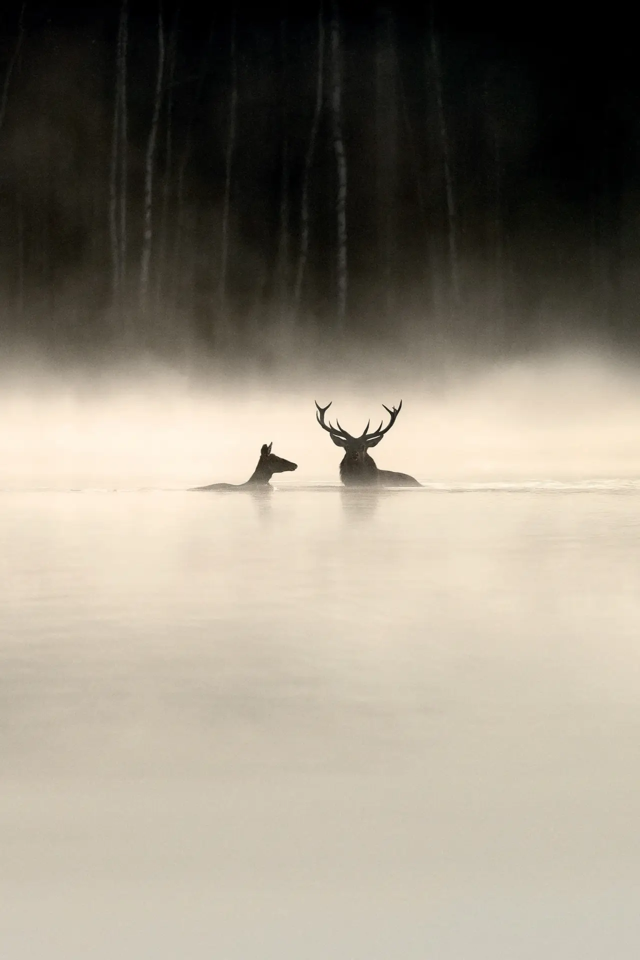 Постер до фільму "Le Chant des forêts"