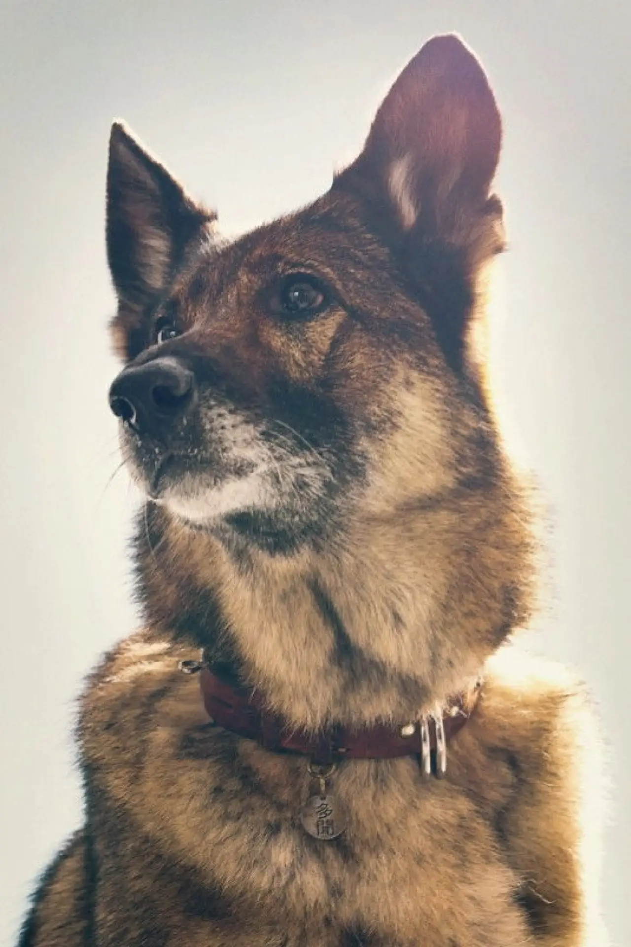 Постер до фільму "少年と犬"
