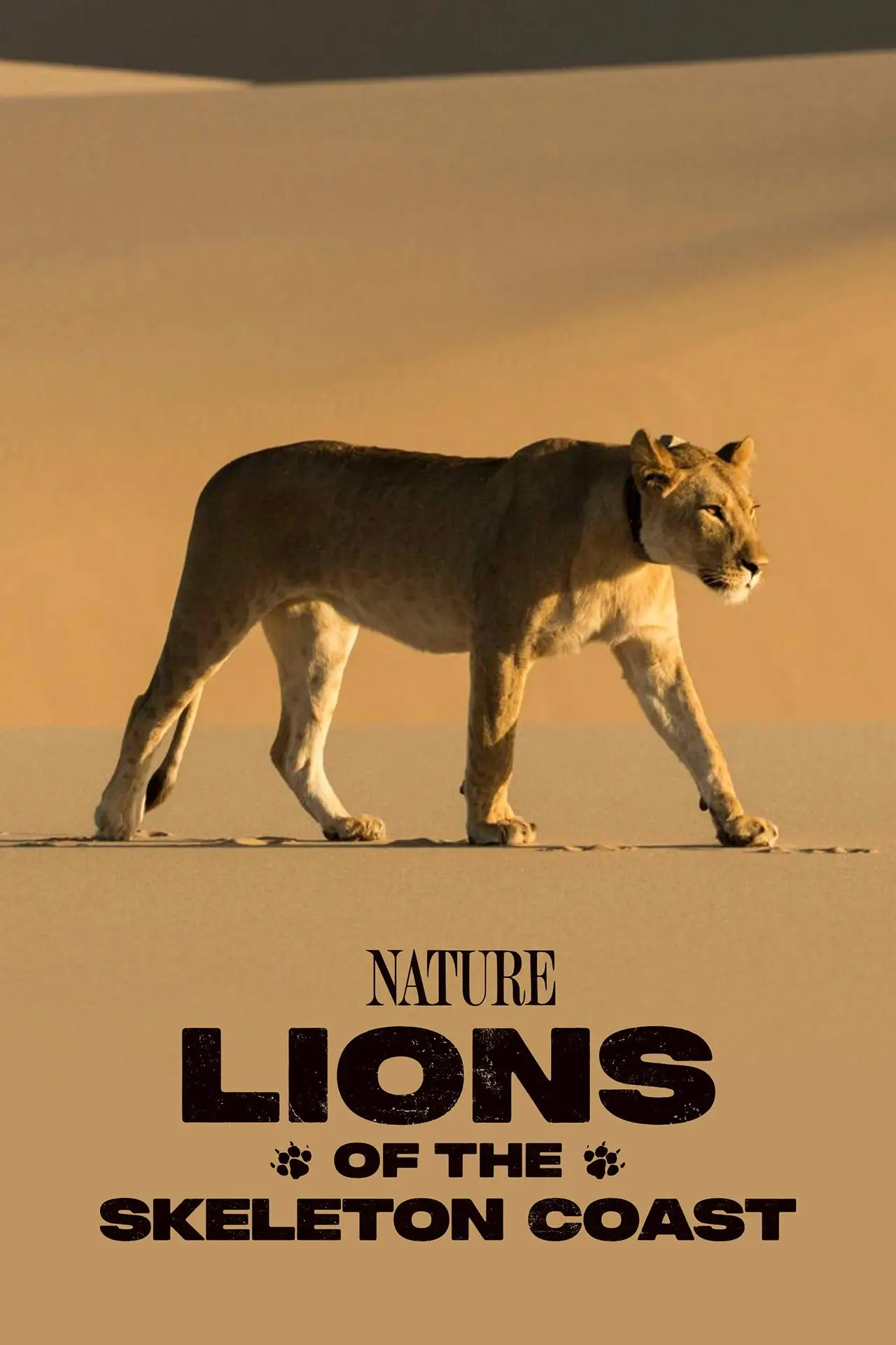 Постер до фільму "Lions of the Skeleton Coast"