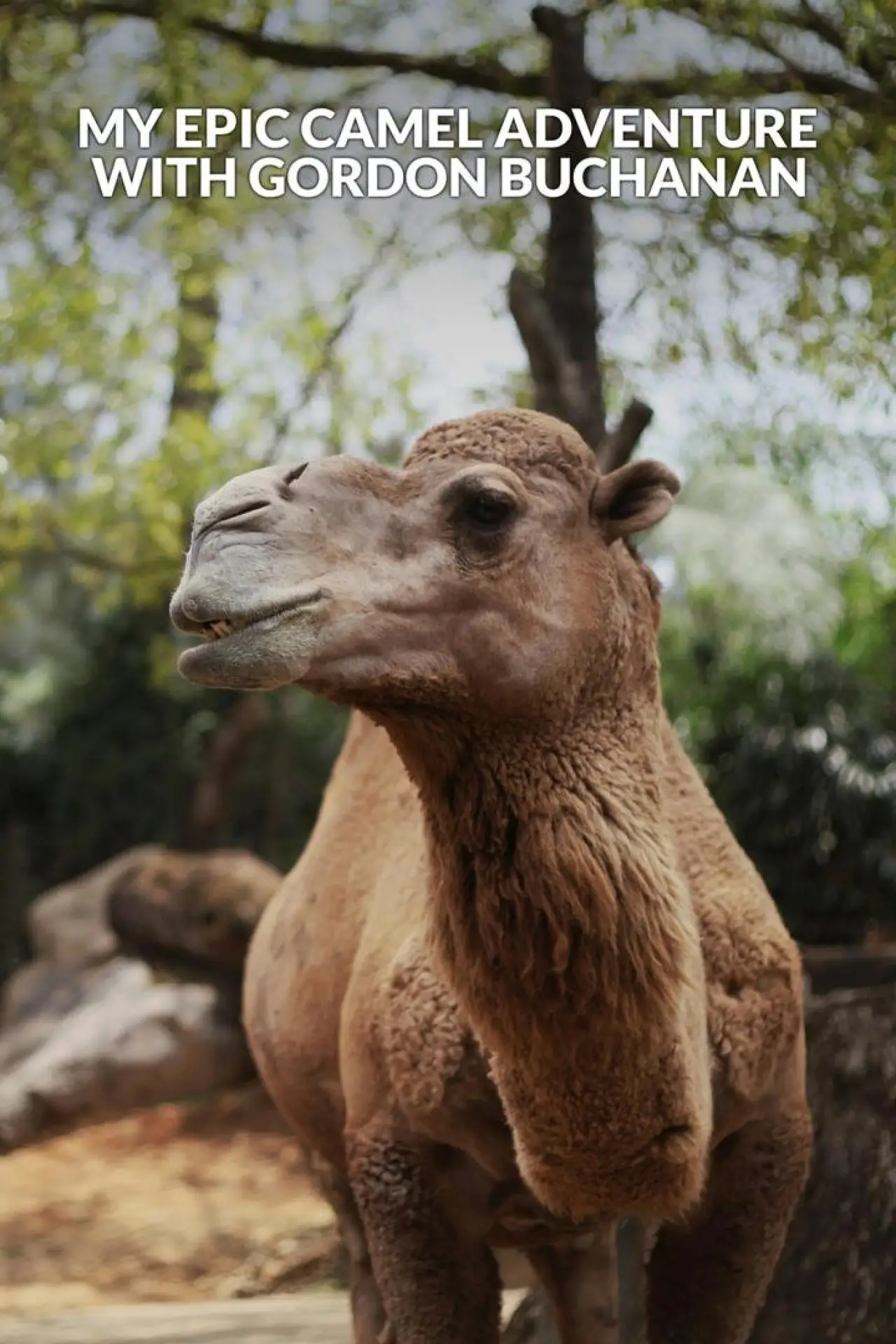 Постер до фільму "My Epic Camel Adventure With Gordon Buchanan"