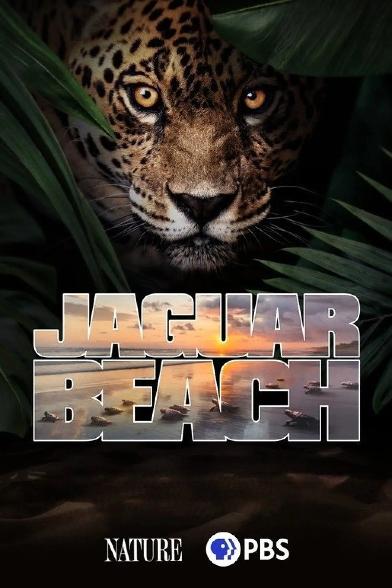 Постер до фільму "Jaguar Beach‎"
