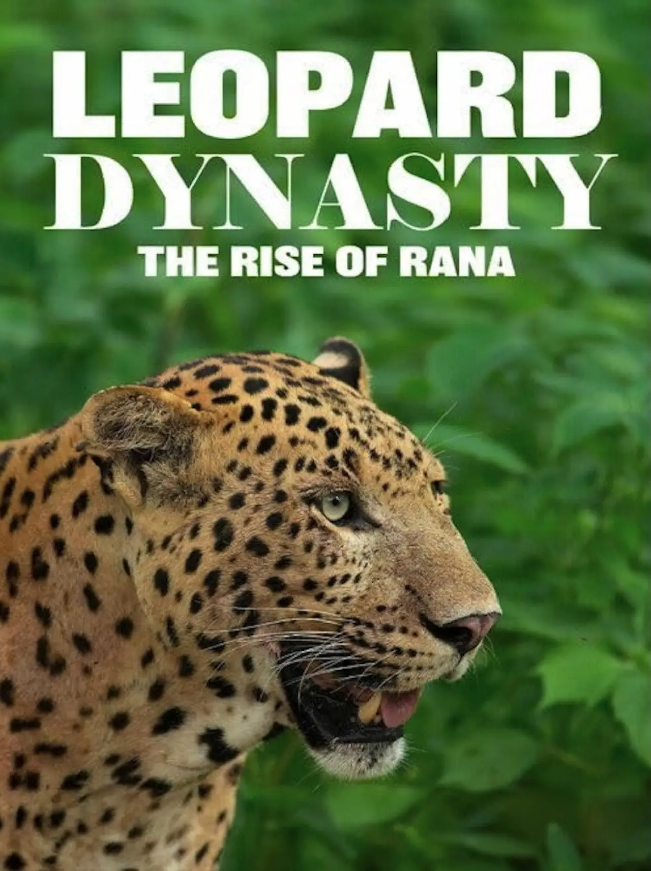 Постер до фільму "Leopard Dynasty – The Rise of Rana"