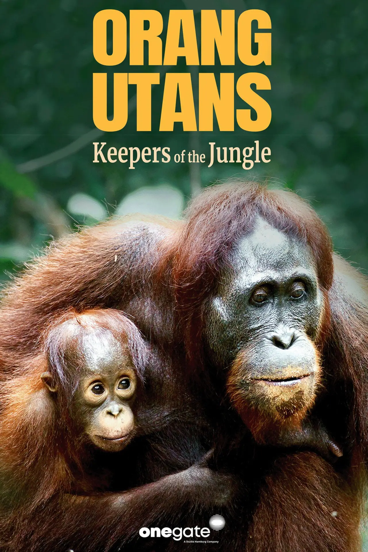 Постер до фільму "Orang-Utans - Borneos Waldmenschen"