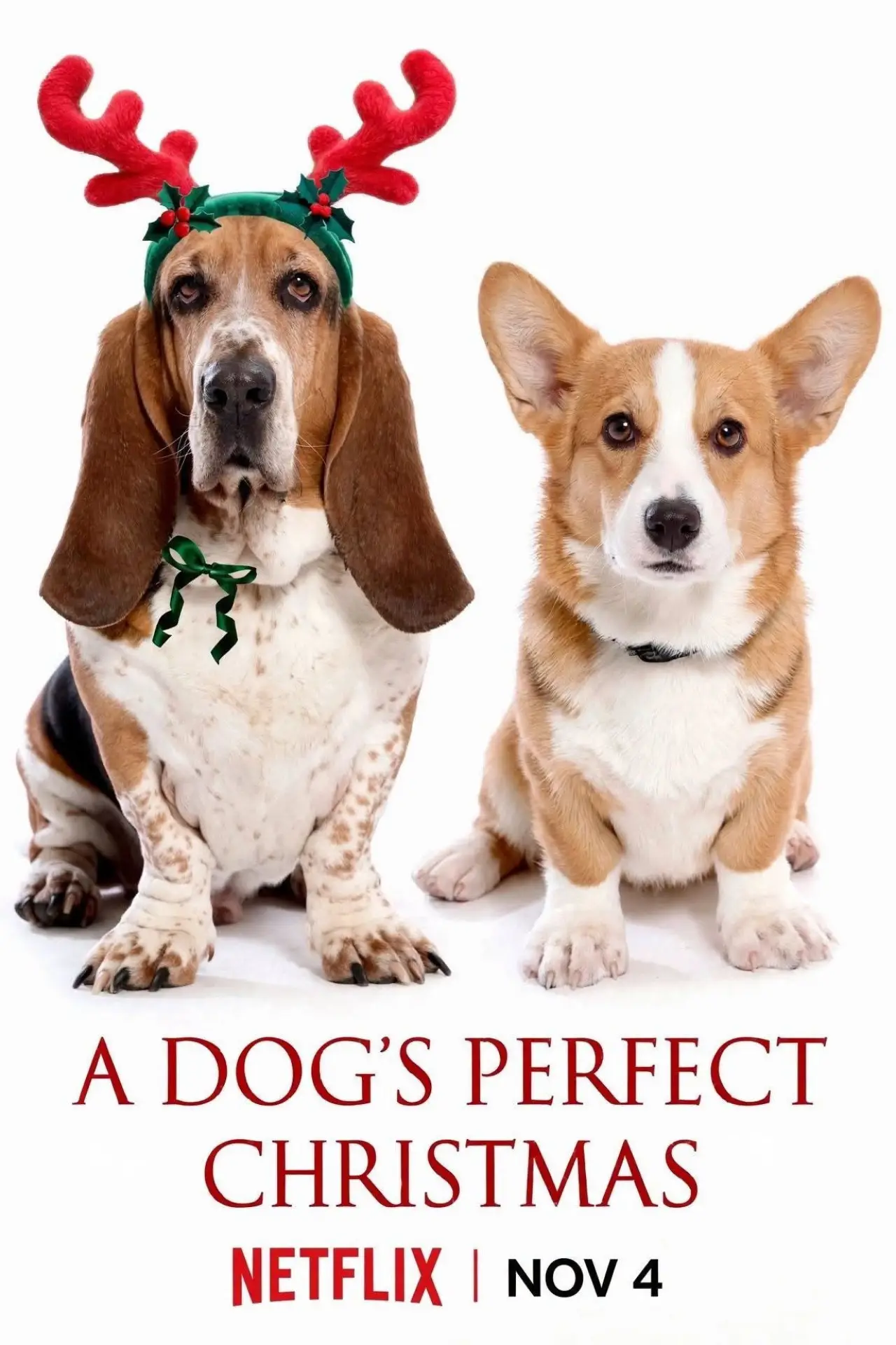 Постер до фільму "A Dog