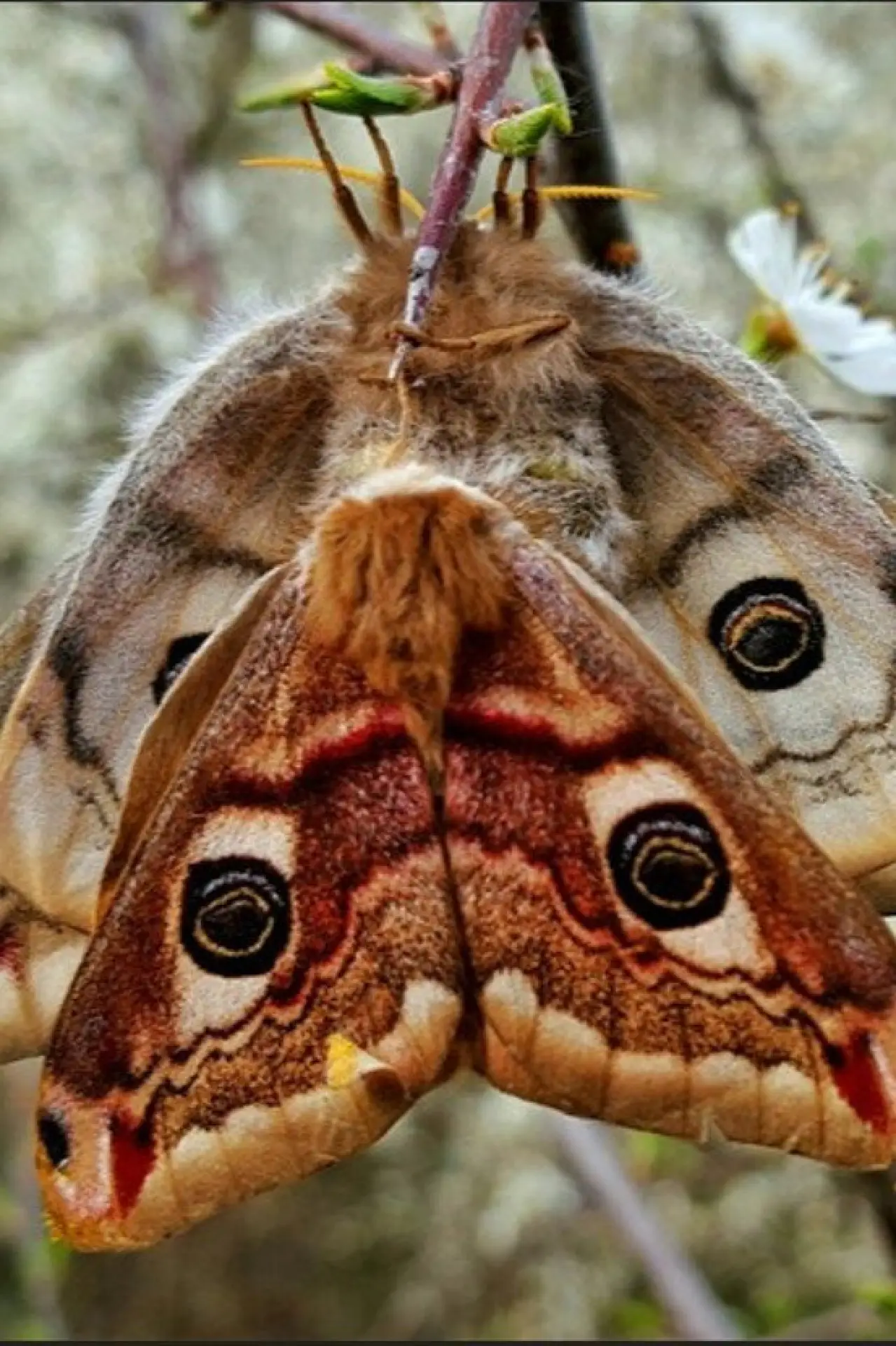 Постер до фільму "Purple Emperor"