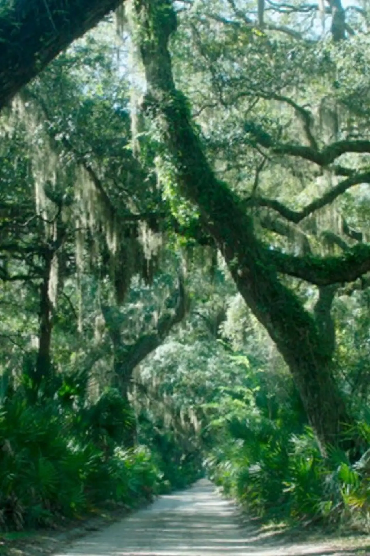 Постер до фільму "The Horses of Cumberland Island"
