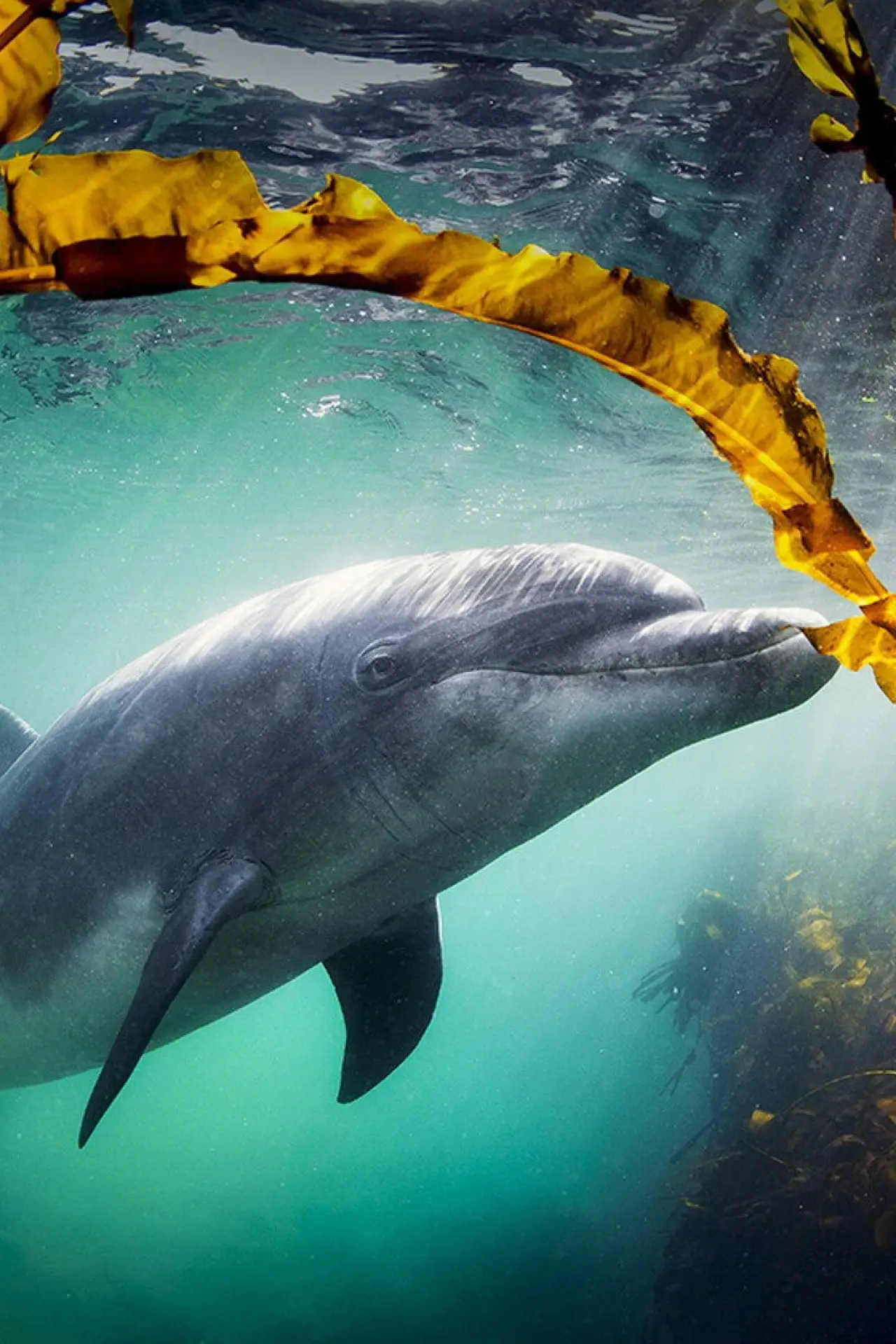 Постер до фільму "Why We Love Dolphins"
