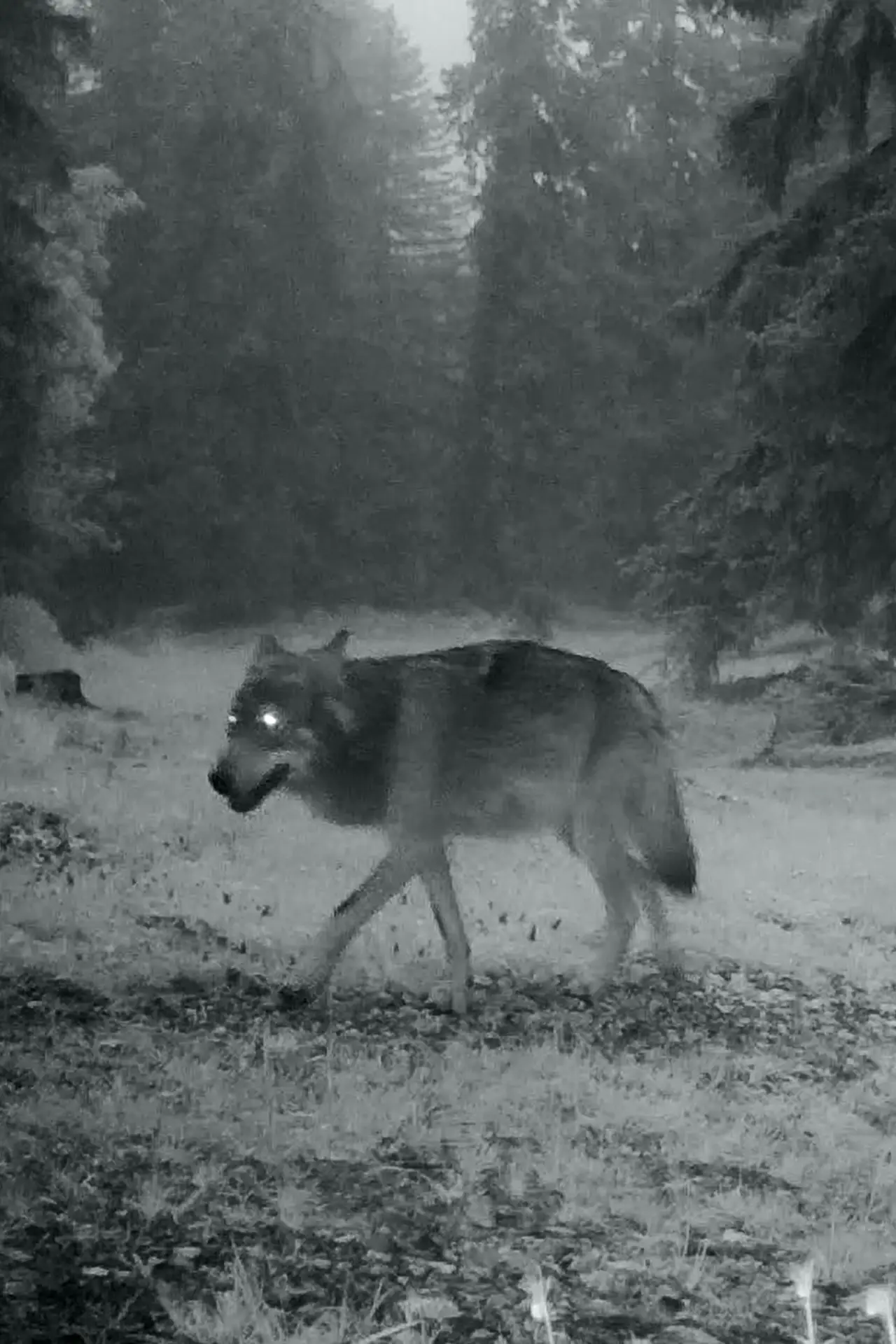 Постер до фільму "Le dernier loup"