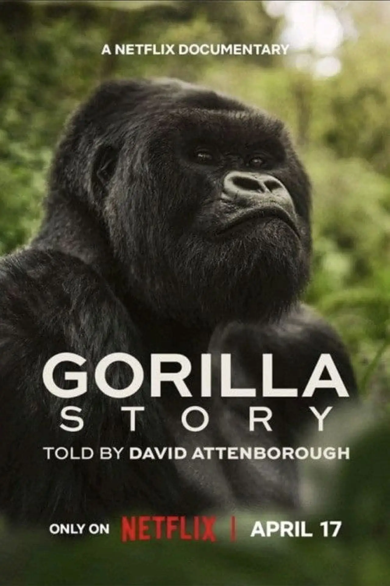 Постер до фільму "A Gorilla Story: Told by David Attenborough"