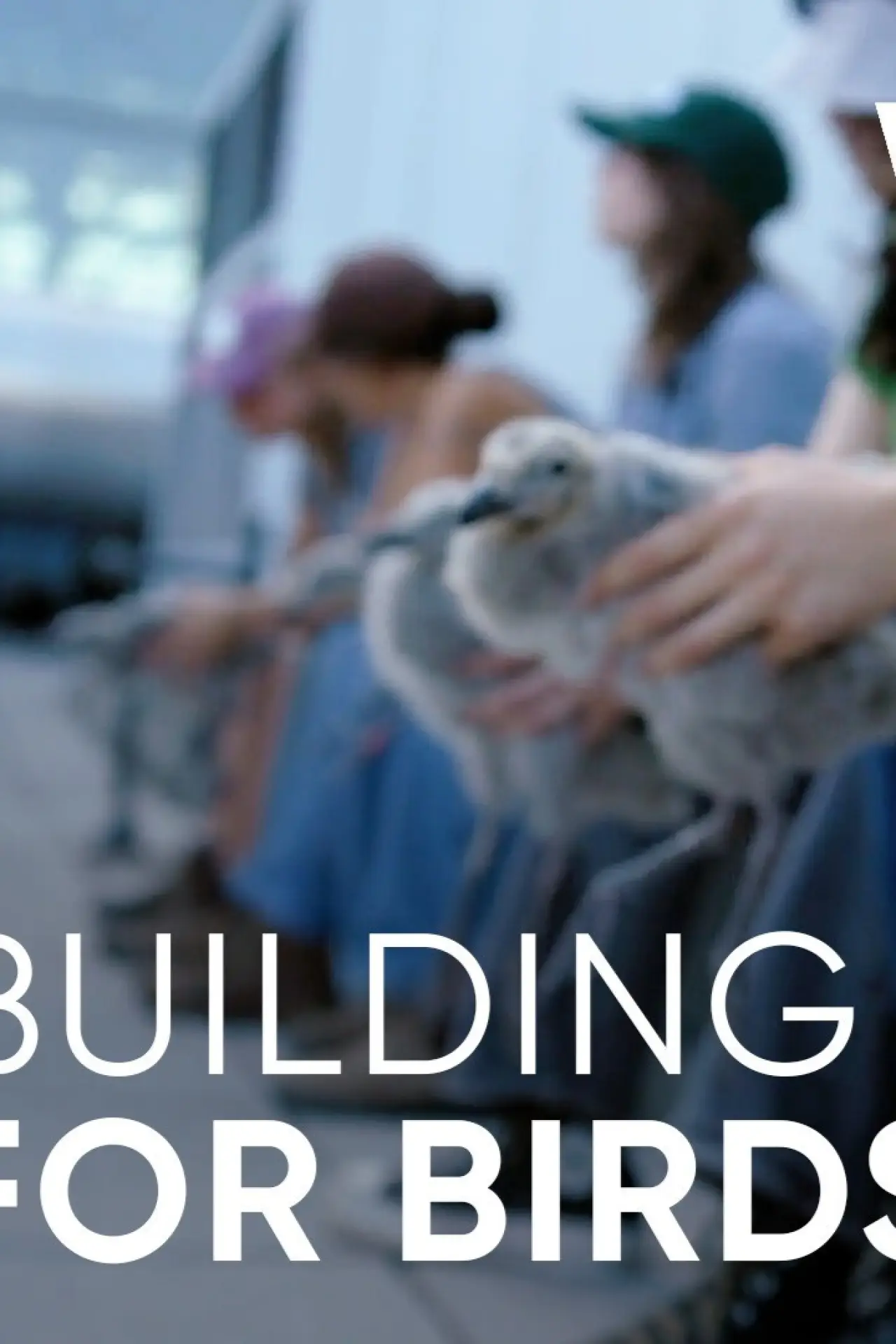 Постер до фільму "Wild Hope: Building for Birds"