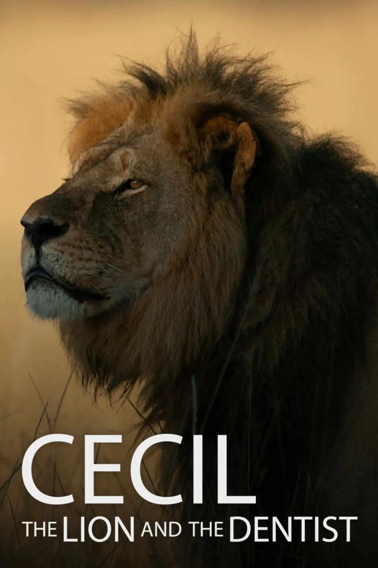 Постер до фільму "Cecil"