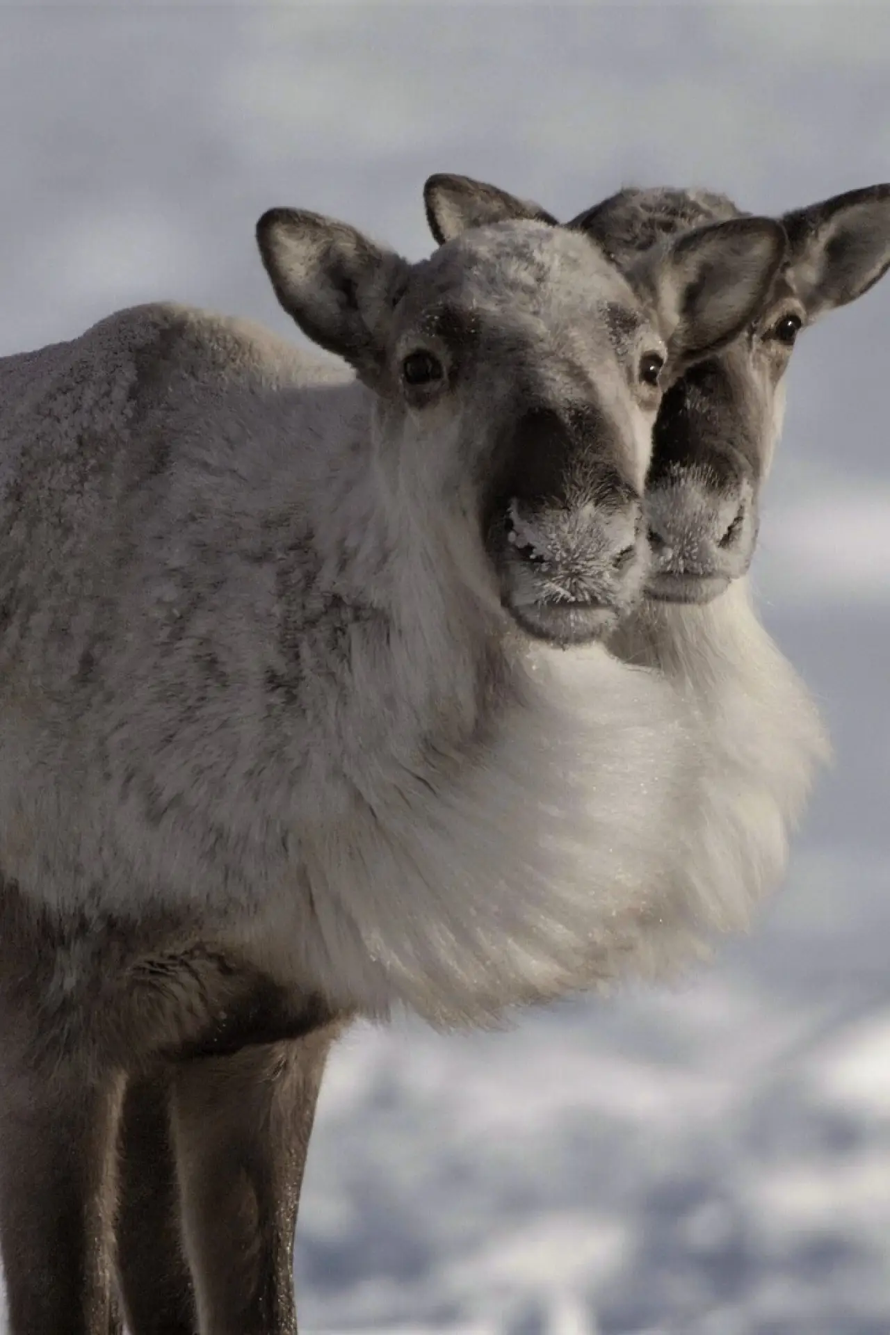 Постер до фільму "Caribou Nation"