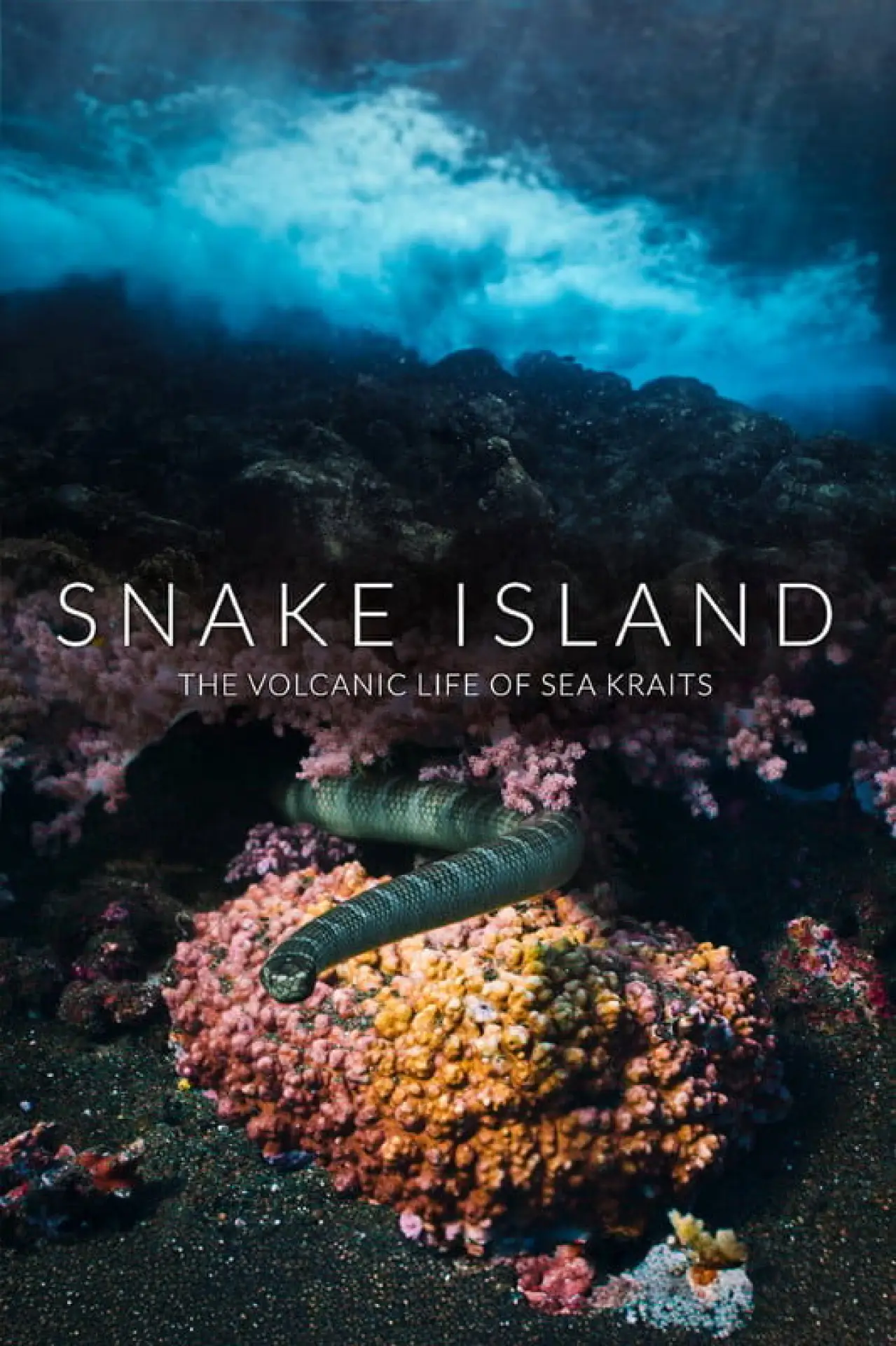 Постер до фільму "Snake Island: The Volcanic Life of Sea Kraits"