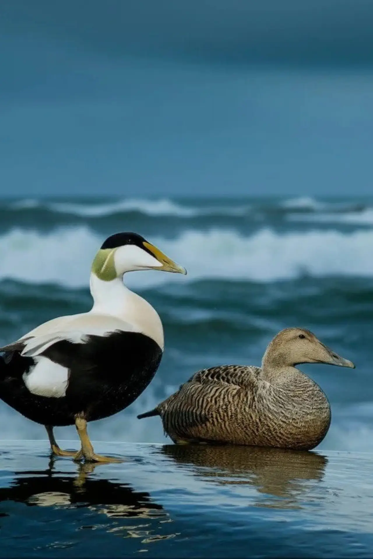 Постер до фільму "The Cry of the Eider"