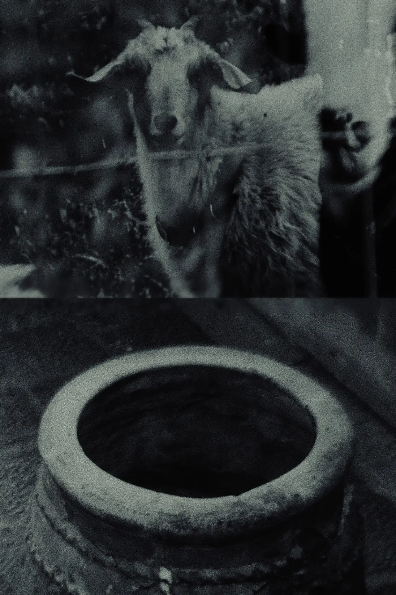 Постер до фільму "Though The Flock Shall Be Cut Off From The Fold"