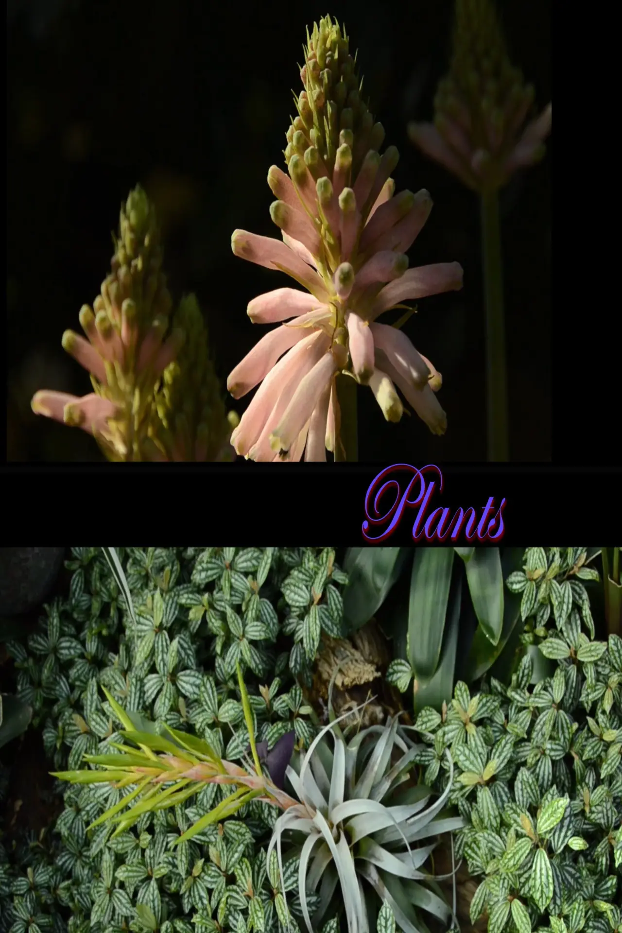 Постер до фільму "Plants"
