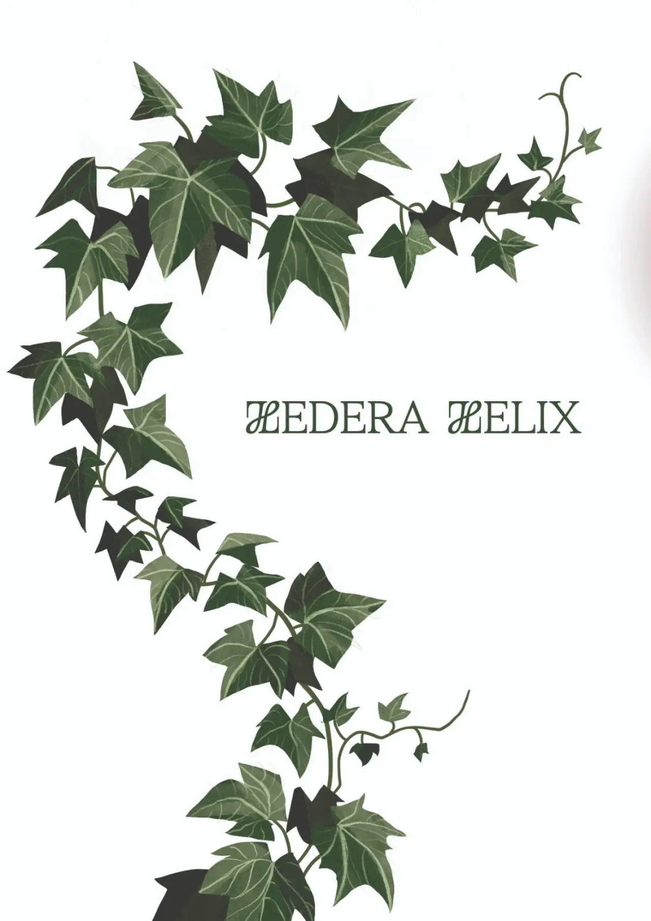 Постер до фільму "Hedera Helix"