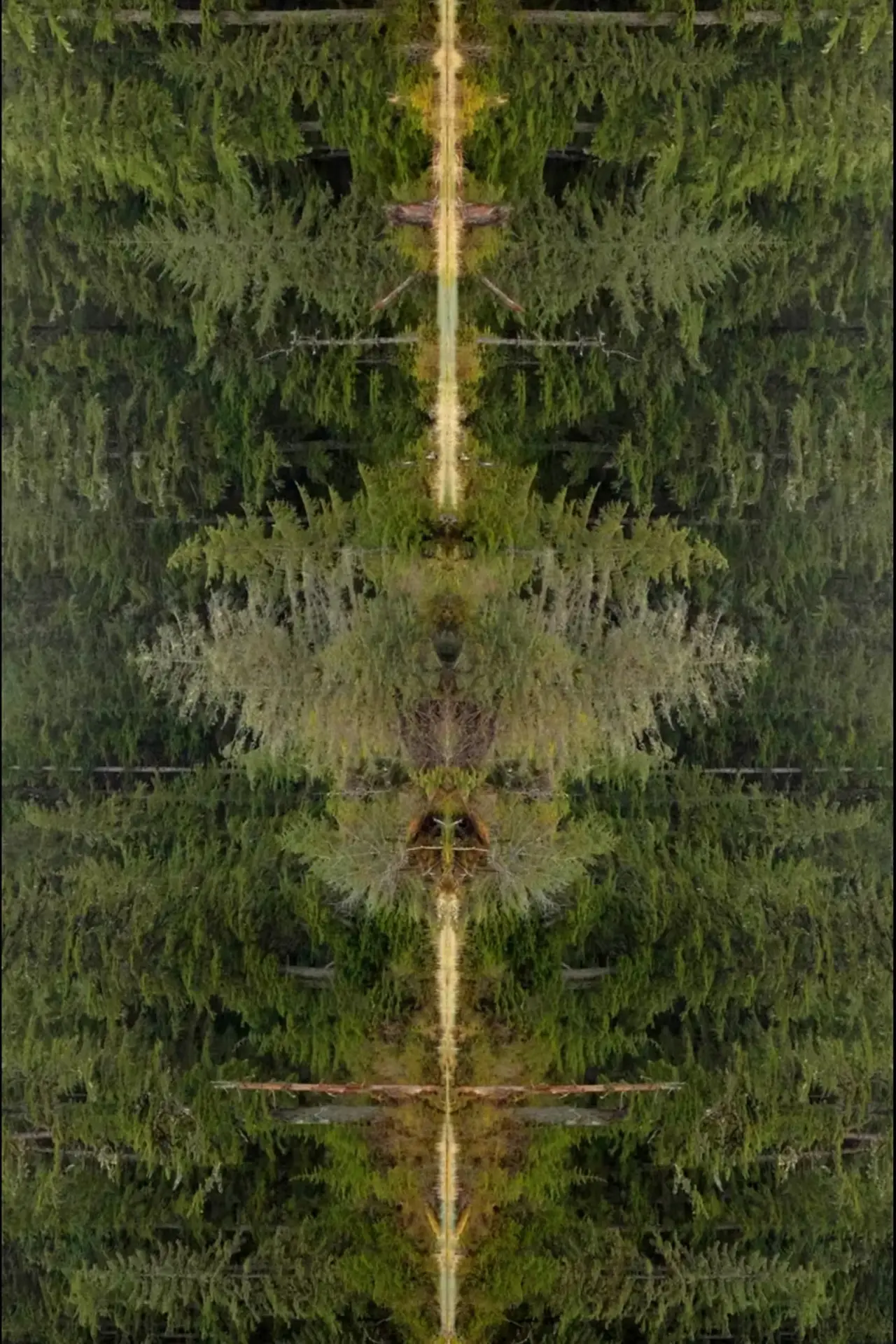 Постер до фільму "Mirrorpond"