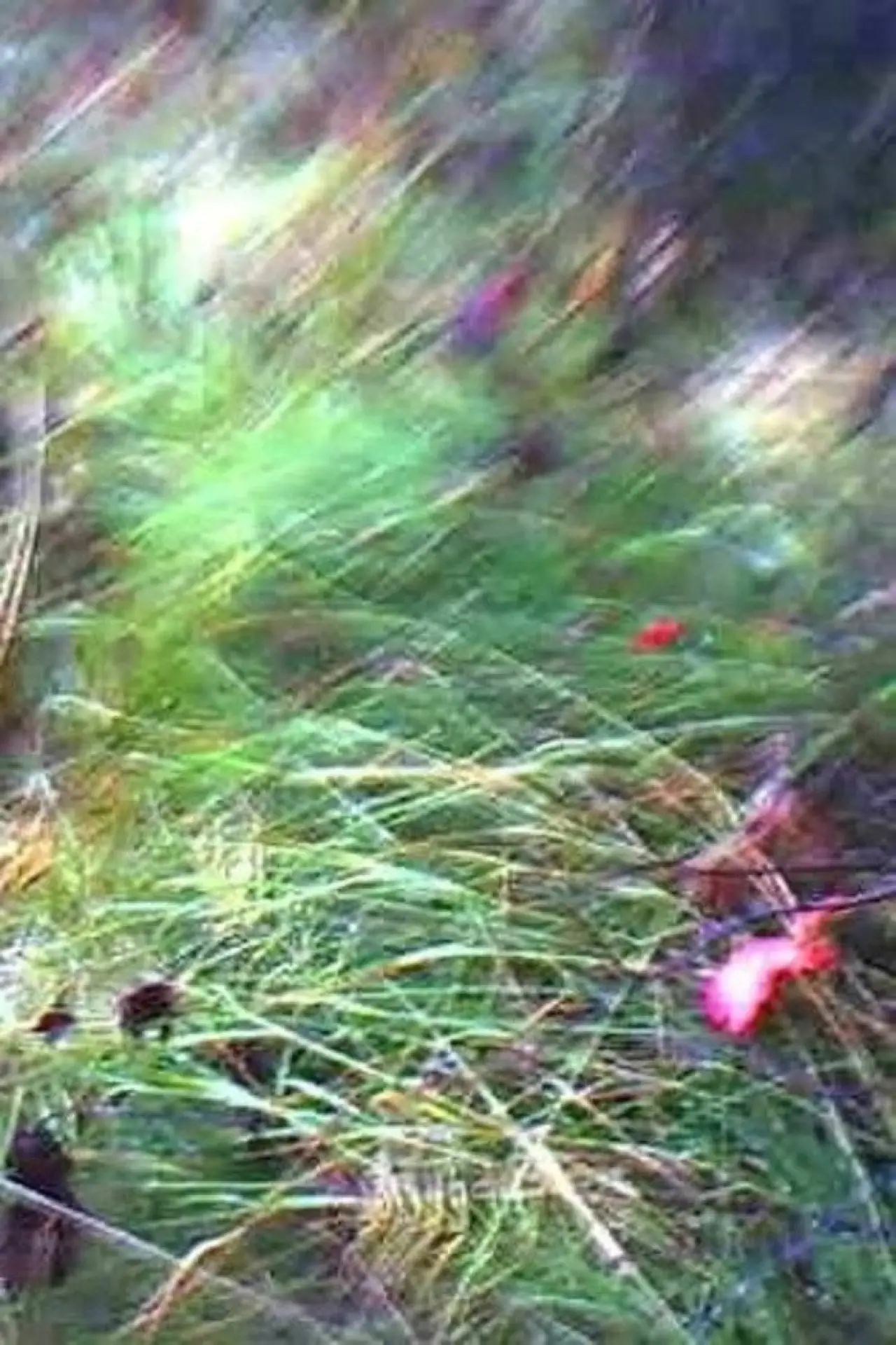 Постер до фільму "A Flower of Forgetfulness"