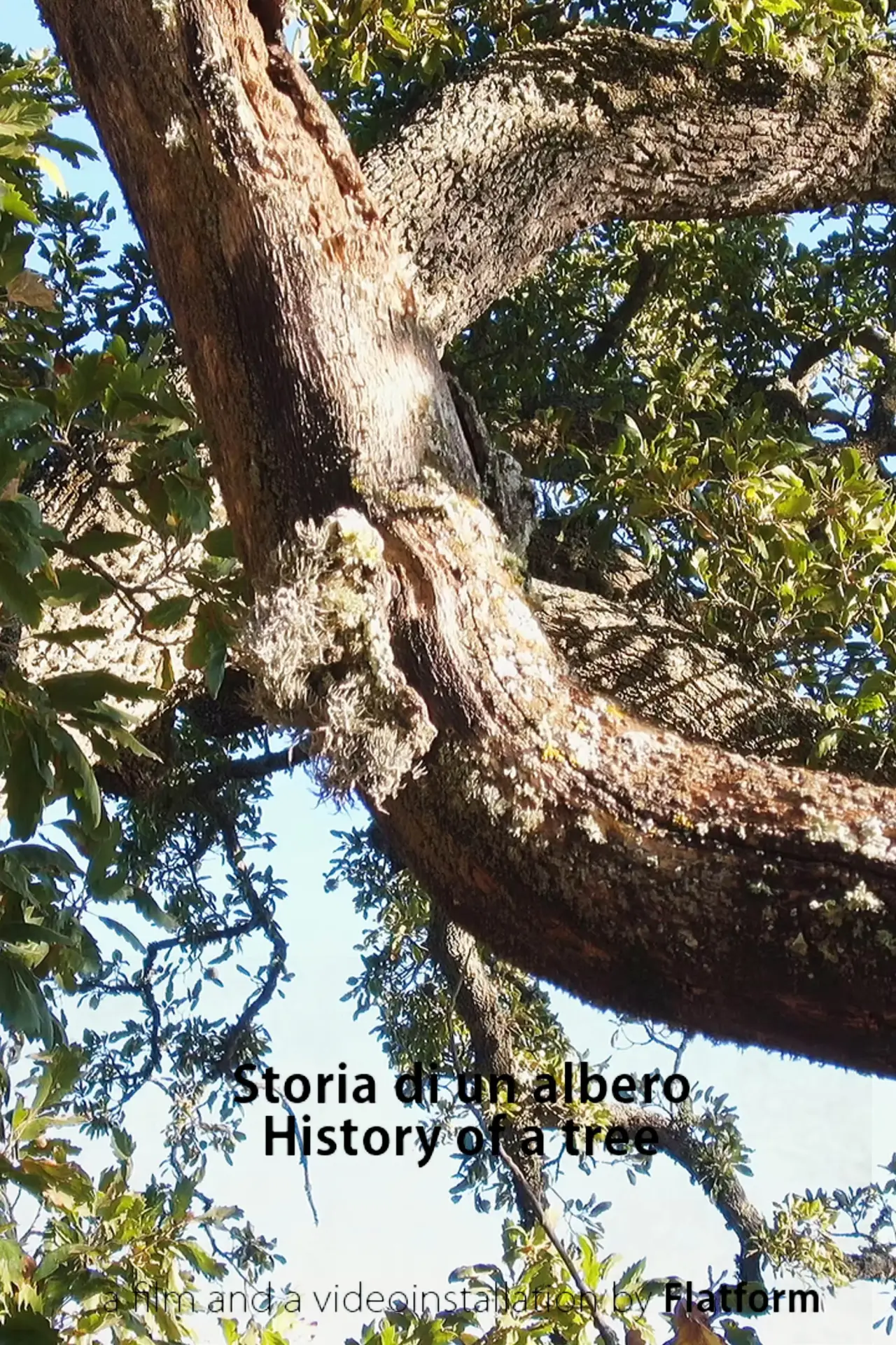 Постер до фільму "Storia Di Un Albero"