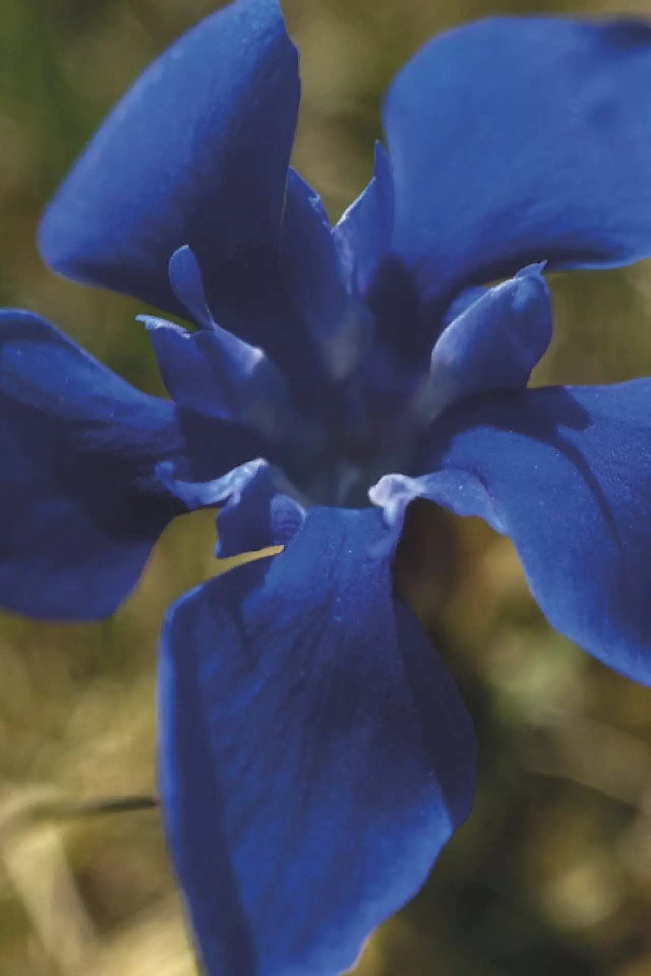 Постер до фільму "Gentian Sprite"