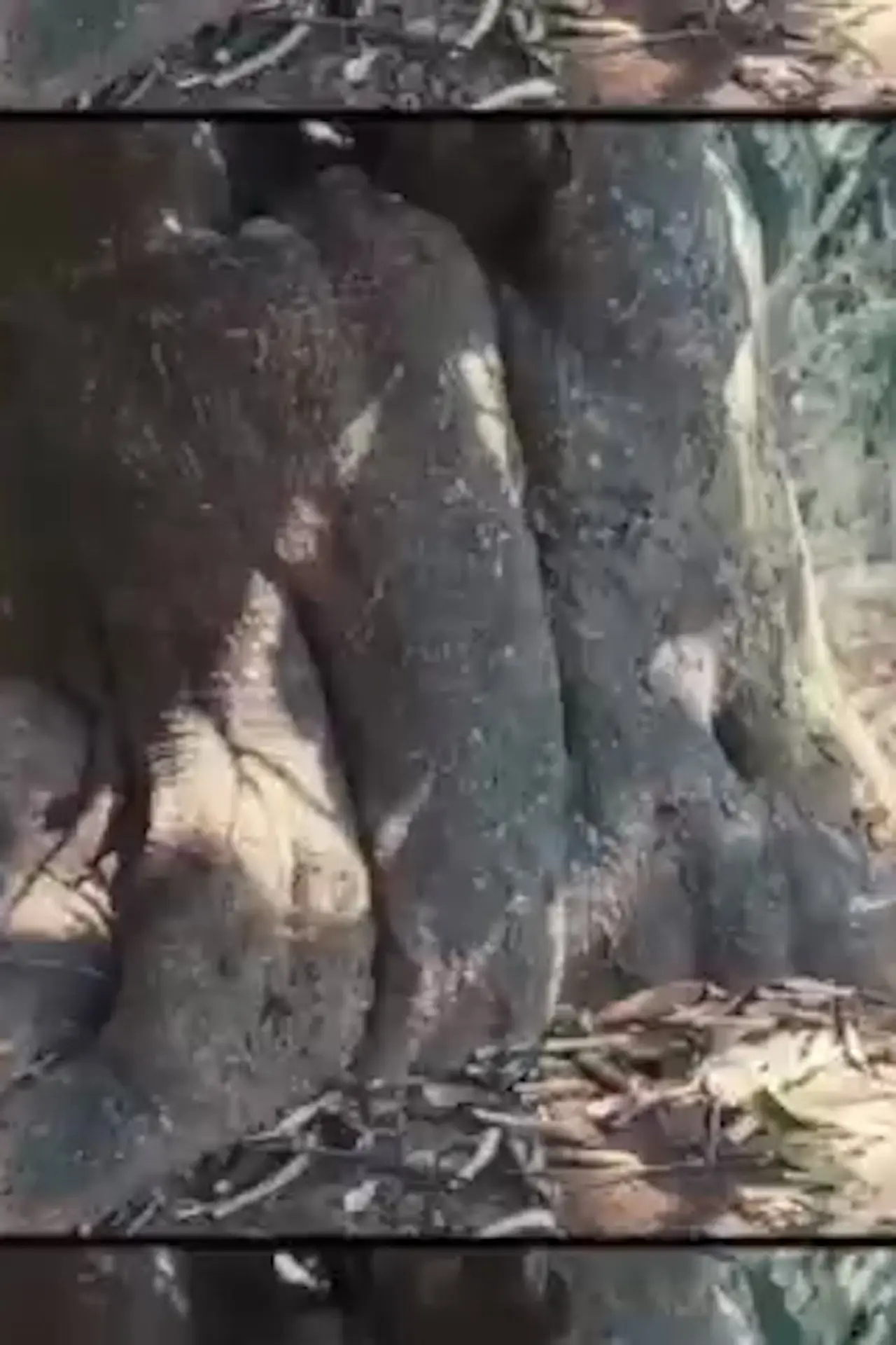 Постер до фільму "The Tree"