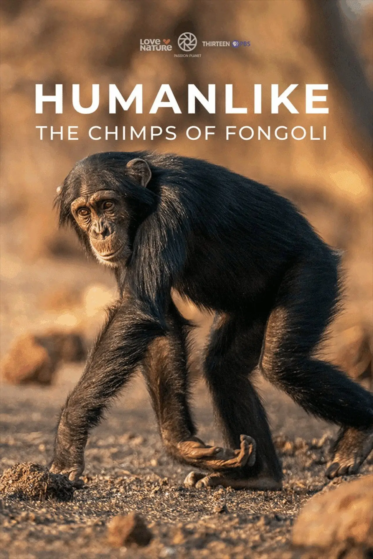 Постер до фільму "Humanlike - The Chimps of Fongoli"