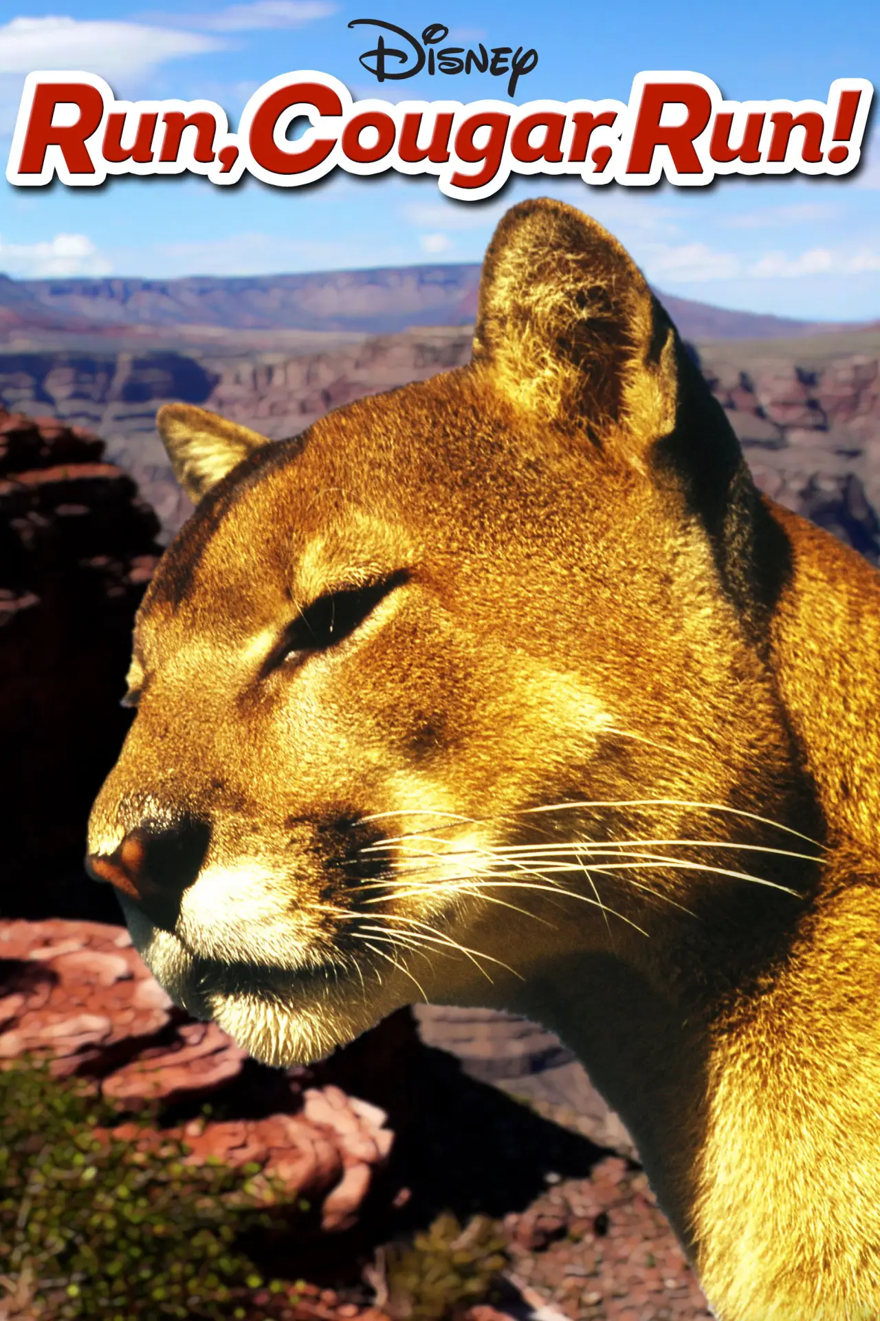 Постер до фільму "Run, Cougar, Run"