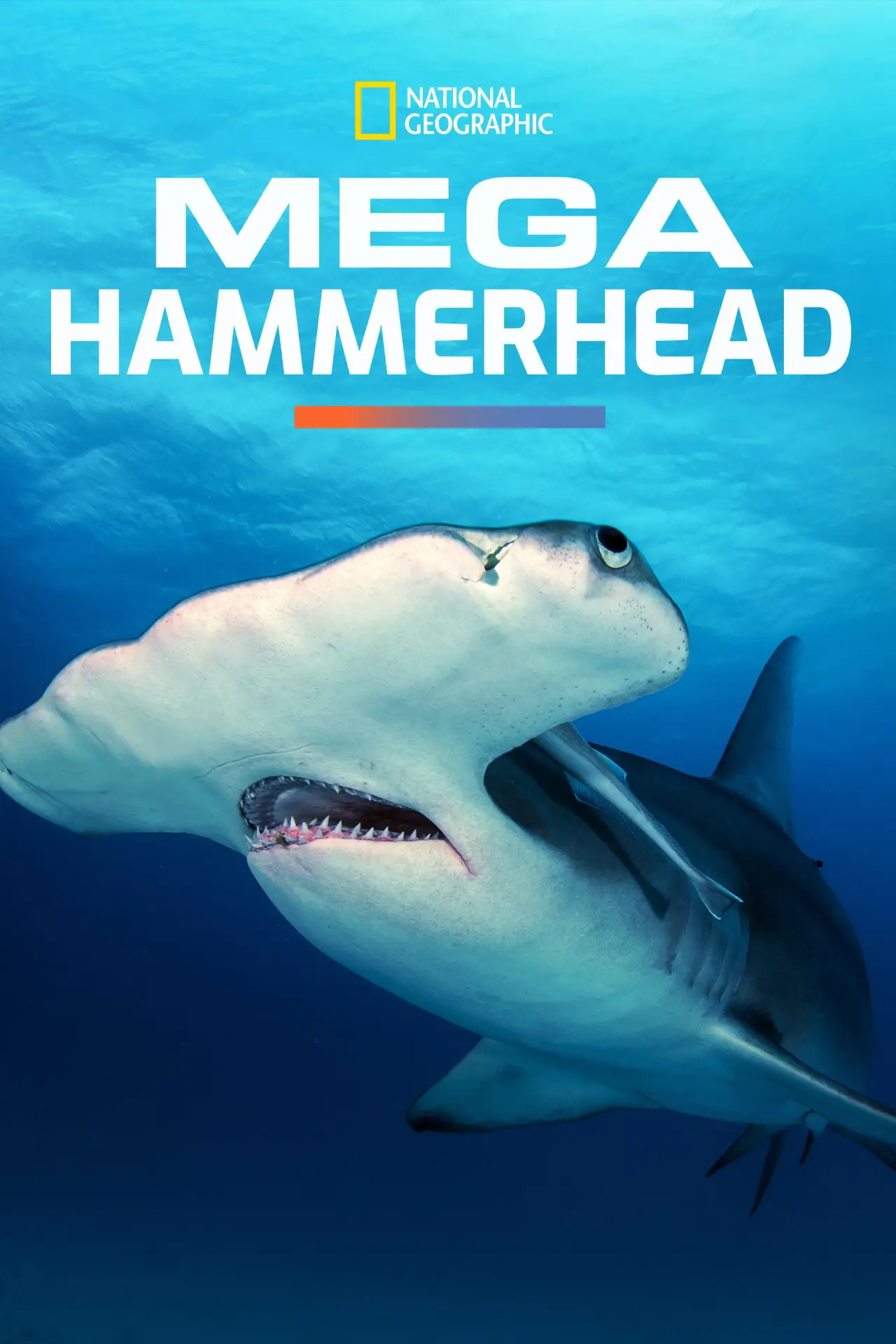 Постер до фільму "Mega Hammerhead"