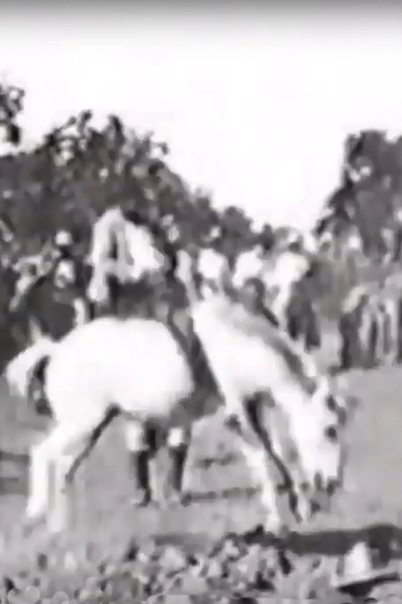 Постер до фільму "Cavalier sur un cheval rétif"
