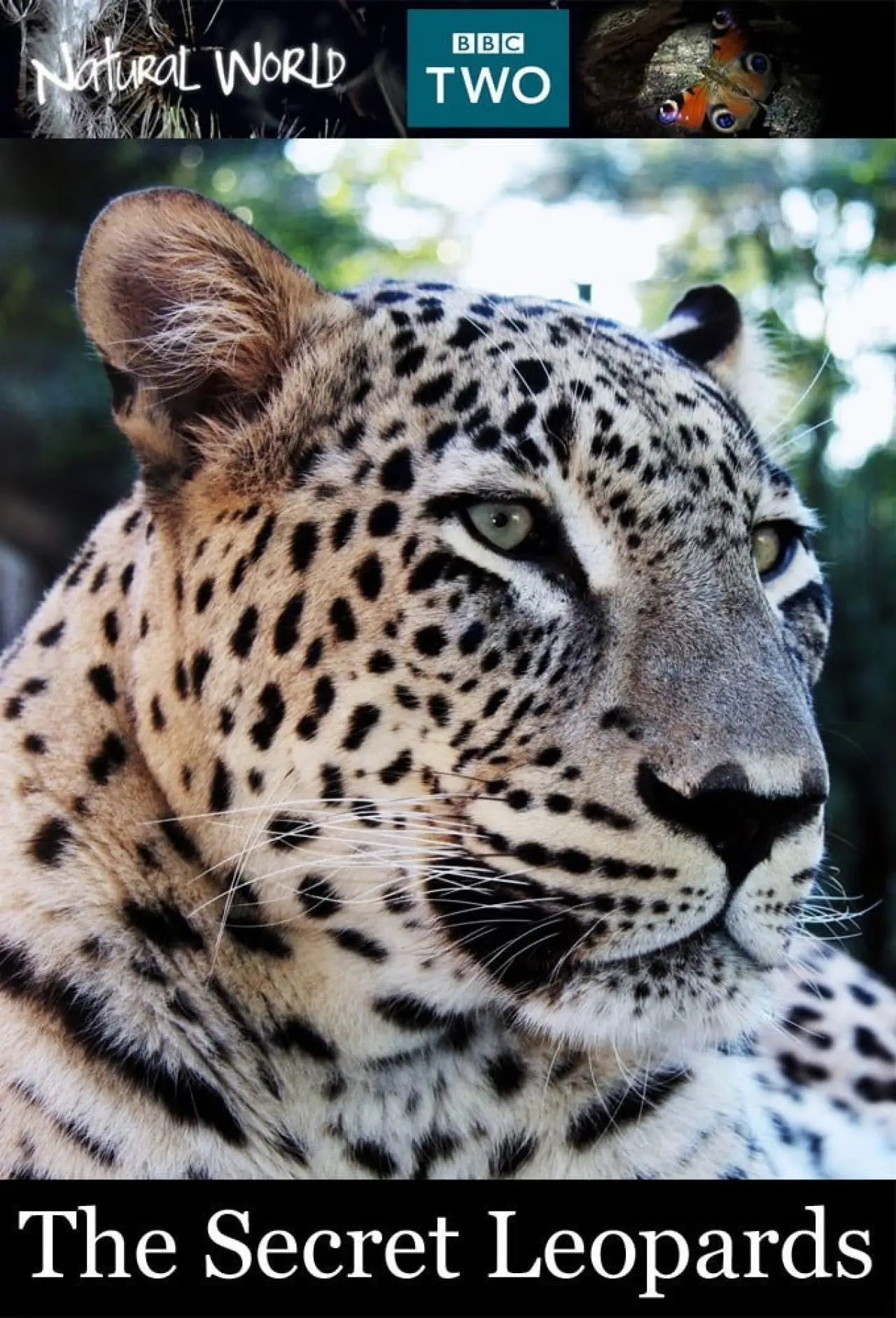 Постер до фільму "BBC Natural World 2010 The Secret Leopards"
