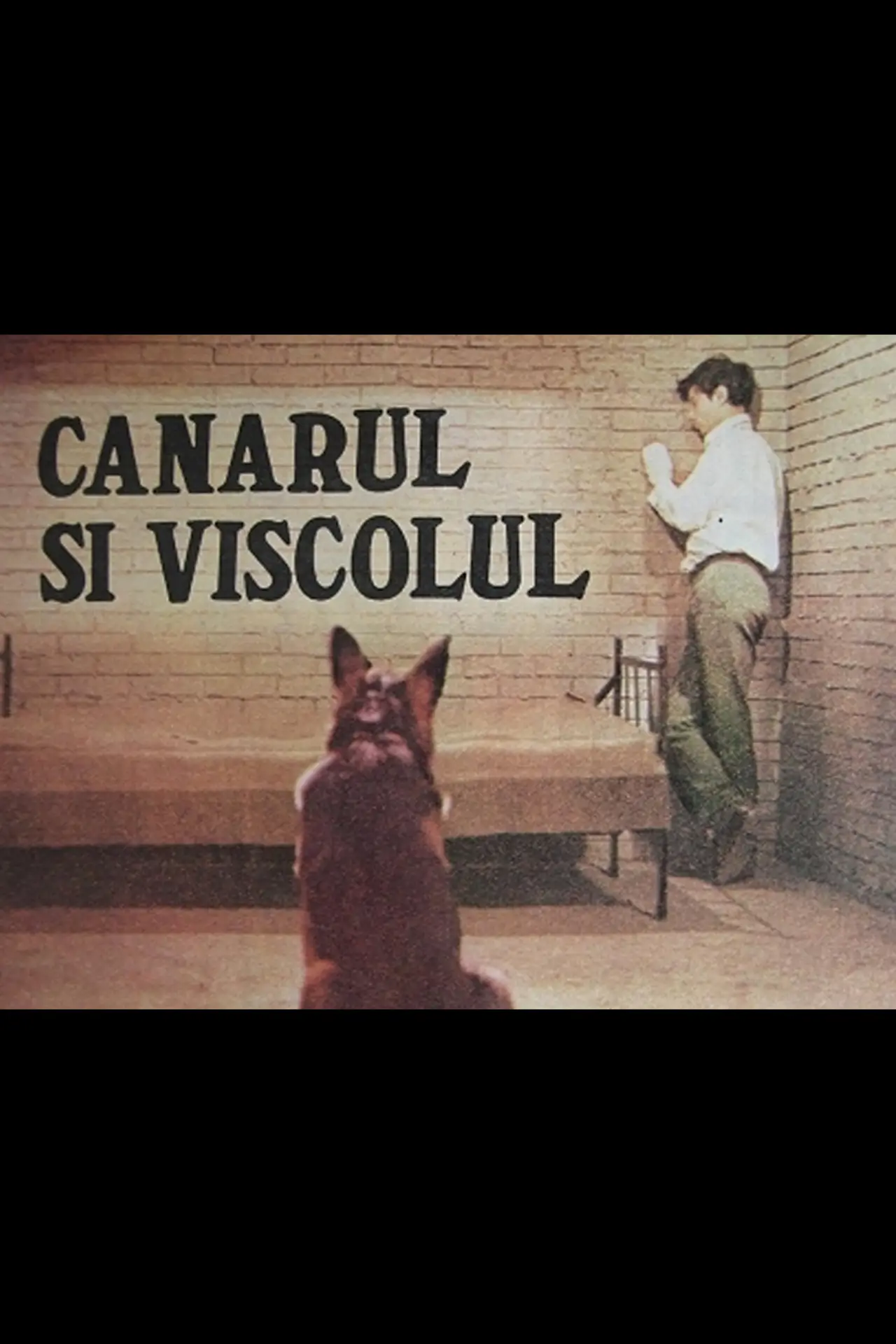 Постер до фільму "Canarul și viscolul"