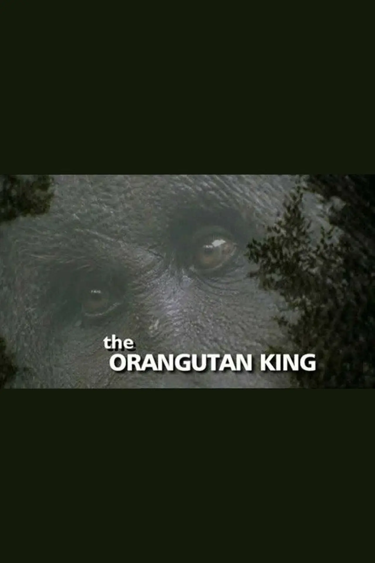 Постер до фільму "The Orangutan King"