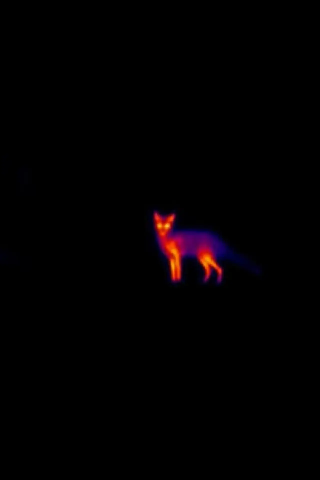 Постер до фільму "Laika"